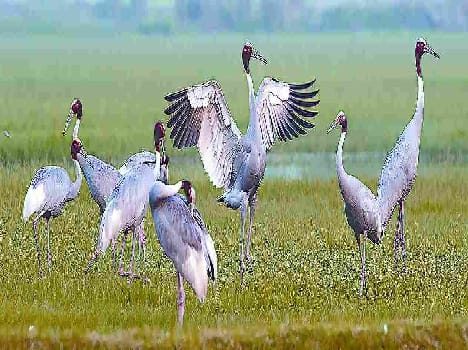 State's First Bird Festival in Chambal Safari